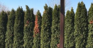 V marci doprajte tujám toto hnojivo: Váš živý plot bude sýtozelený bez hnedých miest