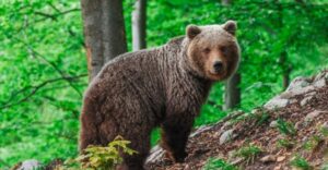 Kde je na Slovensku najviac medveďov? Nová mapa odhalila okres s najvyšším počtom výskytov
